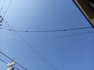 電線の鳥よけ 有限会社フルハタ建設 電線の鳥よけ 有限会社フルハタ建設